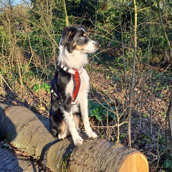Nobby Hundegeschirr DAILY WALK COMFORT