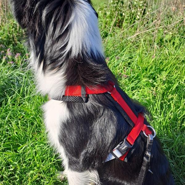 Nobby Hundegeschirr DAILY WALK COMFORT